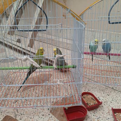 2 breeder pair budgie avaialble with one month food and cage.