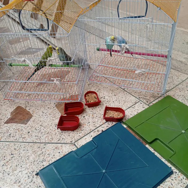 2 breeder pair budgie avaialble with one month food and cage. — photo 2