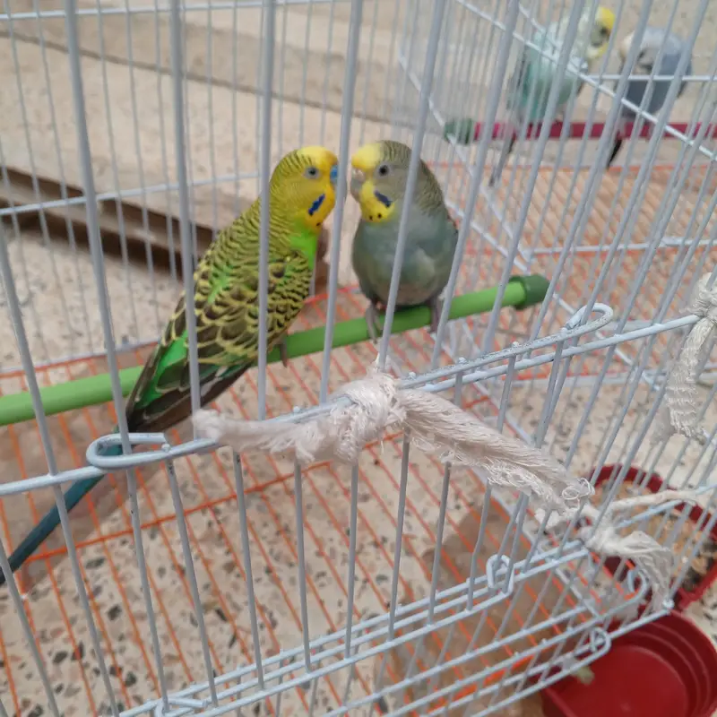 2 breeder pair budgie avaialble with one month food and cage. — photo 3