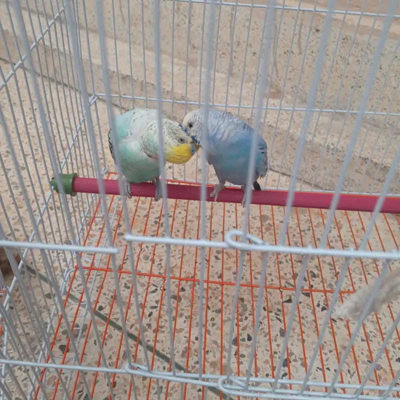 2 breeder pair budgie avaialble with one month food and cage. — photo 4