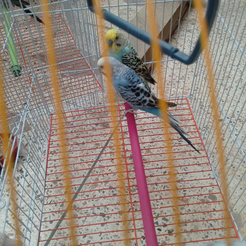 2 breeder pair budgie avaialble with one month food and cage. — photo 5