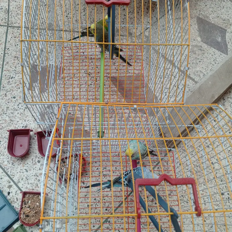 2 breeder pair budgie avaialble with one month food and cage. — photo 6