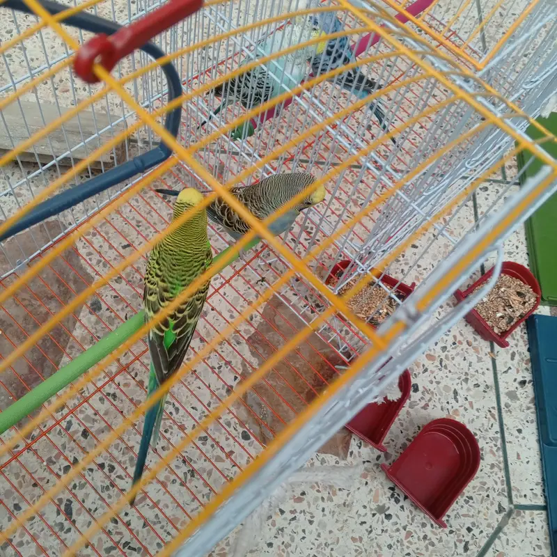 2 breeder pair budgie avaialble with one month food and cage. — photo 7
