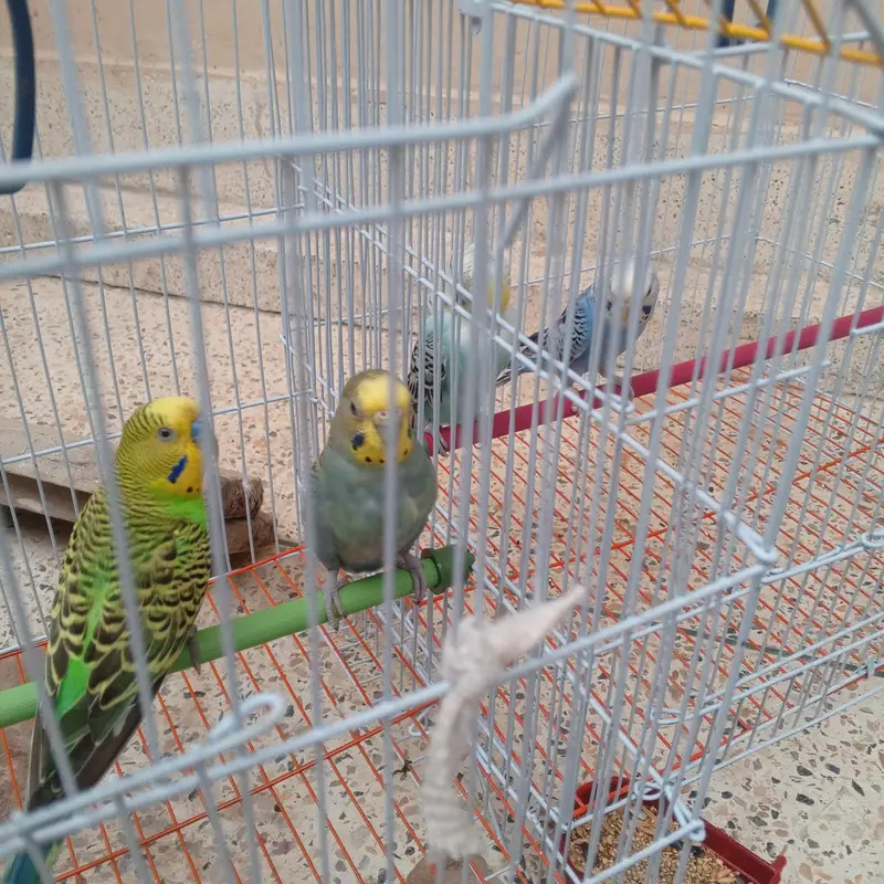 2 breeder pair budgie avaialble with one month food and cage. — photo 8