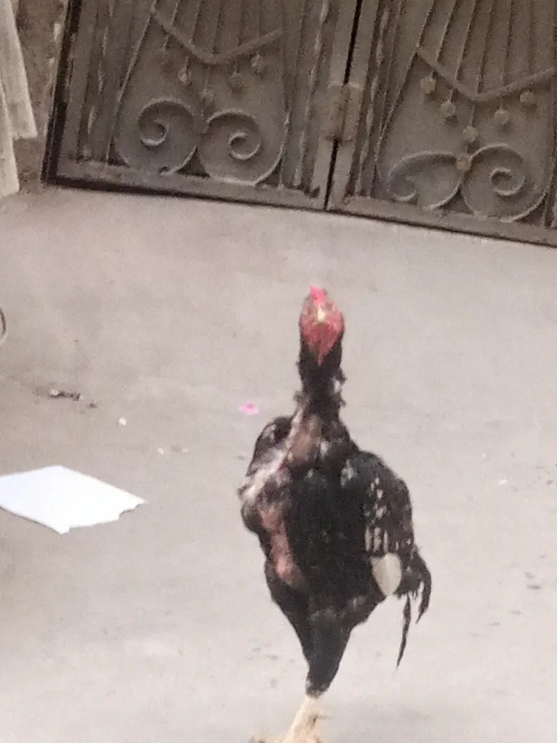Aseela java for sale patha hai — photo 2