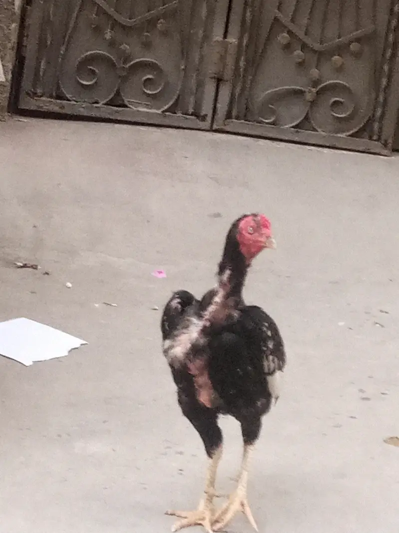 Aseela java for sale patha hai — photo 4