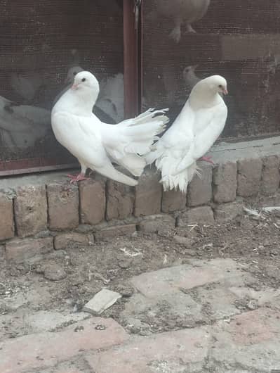 Breeding pair of white fantail pigeon
