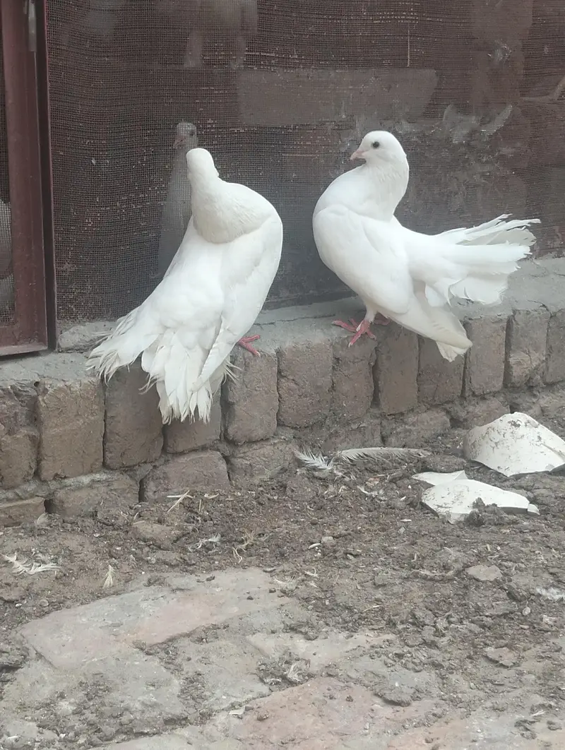 Breeding pair of white fantail pigeon — photo 2