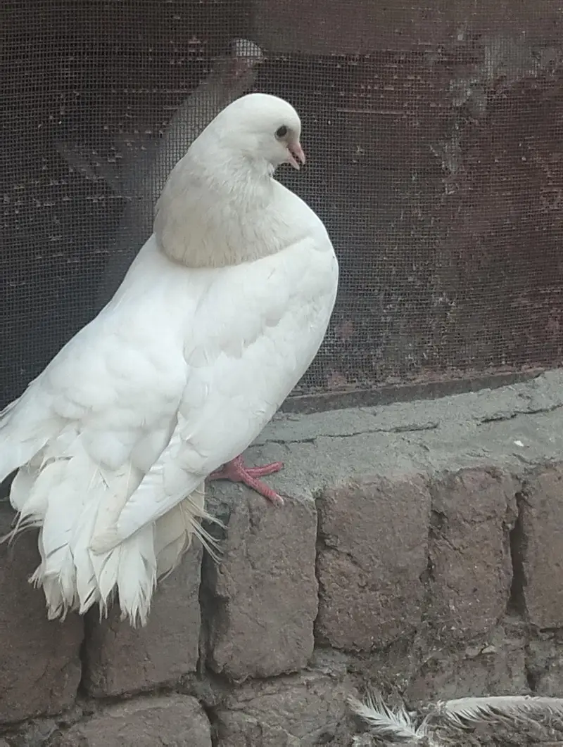Breeding pair of white fantail pigeon — photo 3