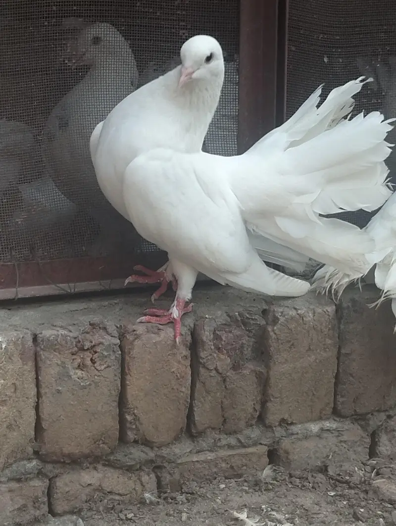 Breeding pair of white fantail pigeon — photo 4
