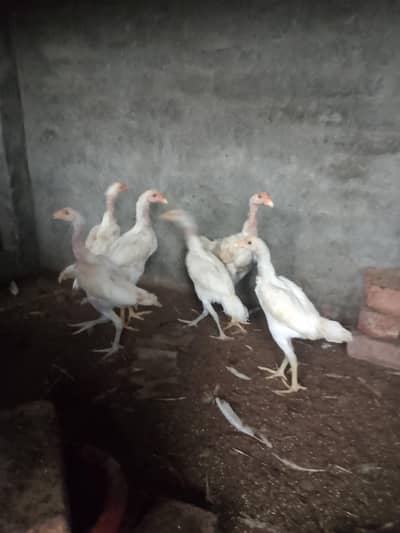 Heera aseel chicks for sell very active and healthy 6 chicks