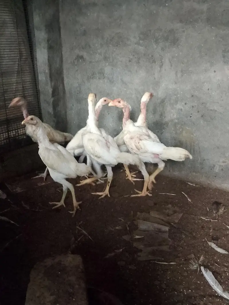 Heera aseel chicks for sell very active and healthy 6 chicks — photo 2