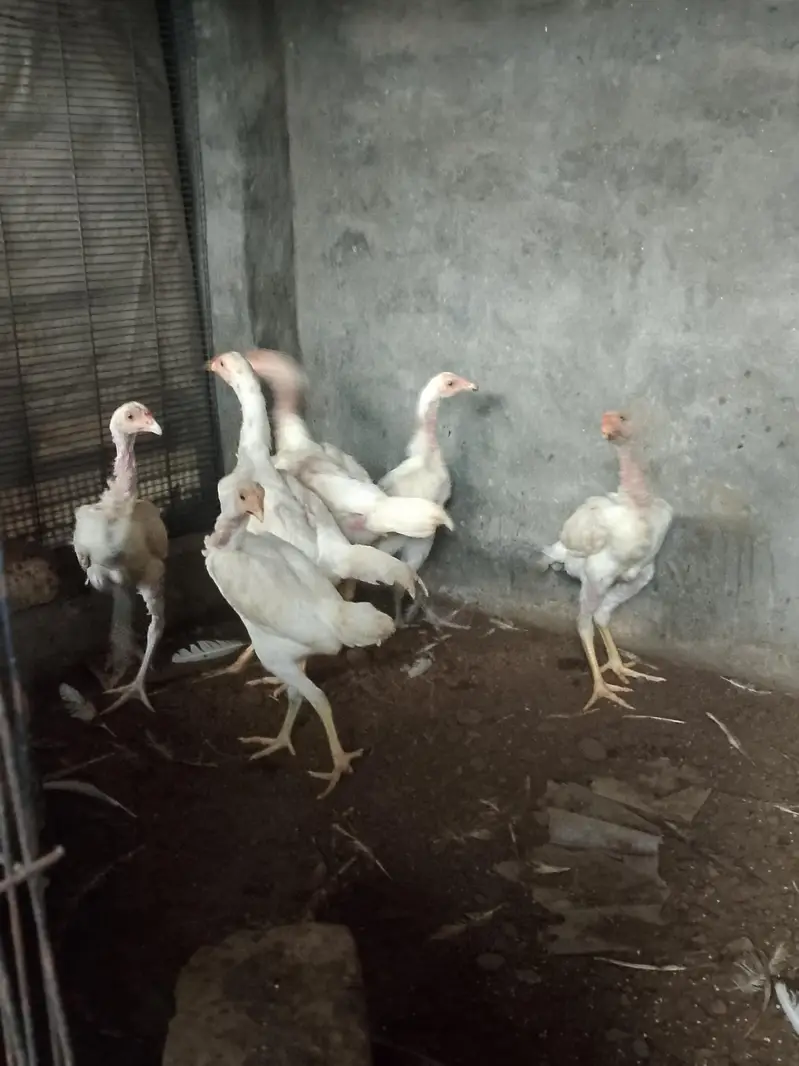 Heera aseel chicks for sell very active and healthy 6 chicks — photo 3