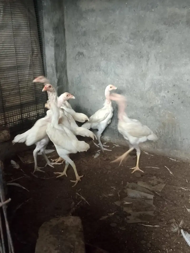 Heera aseel chicks for sell very active and healthy 6 chicks — photo 4