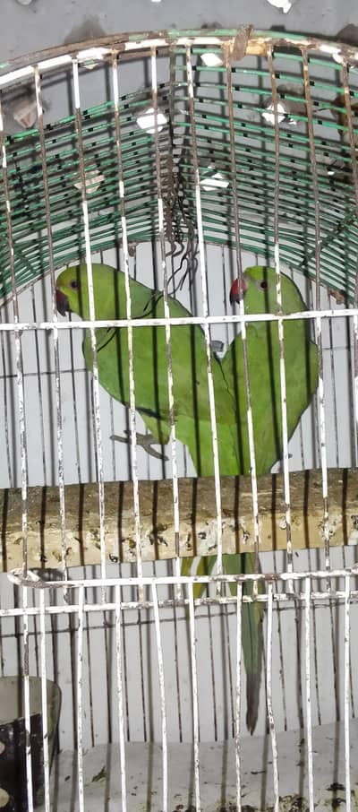 Green Parrot Male
