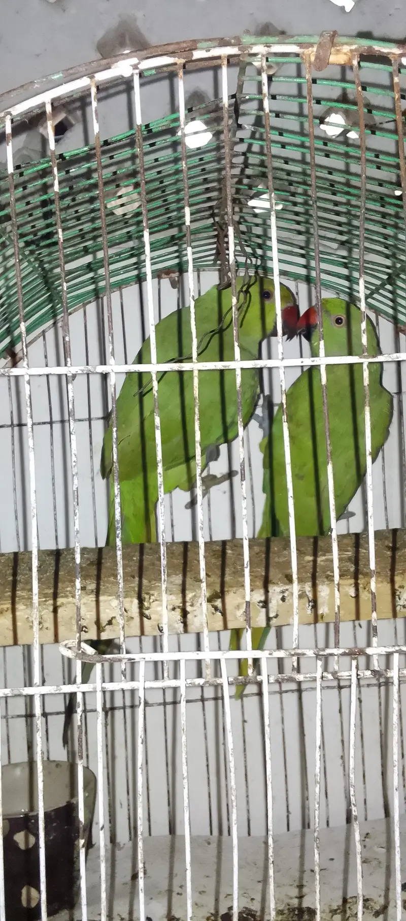 Green Parrot Male — photo 2