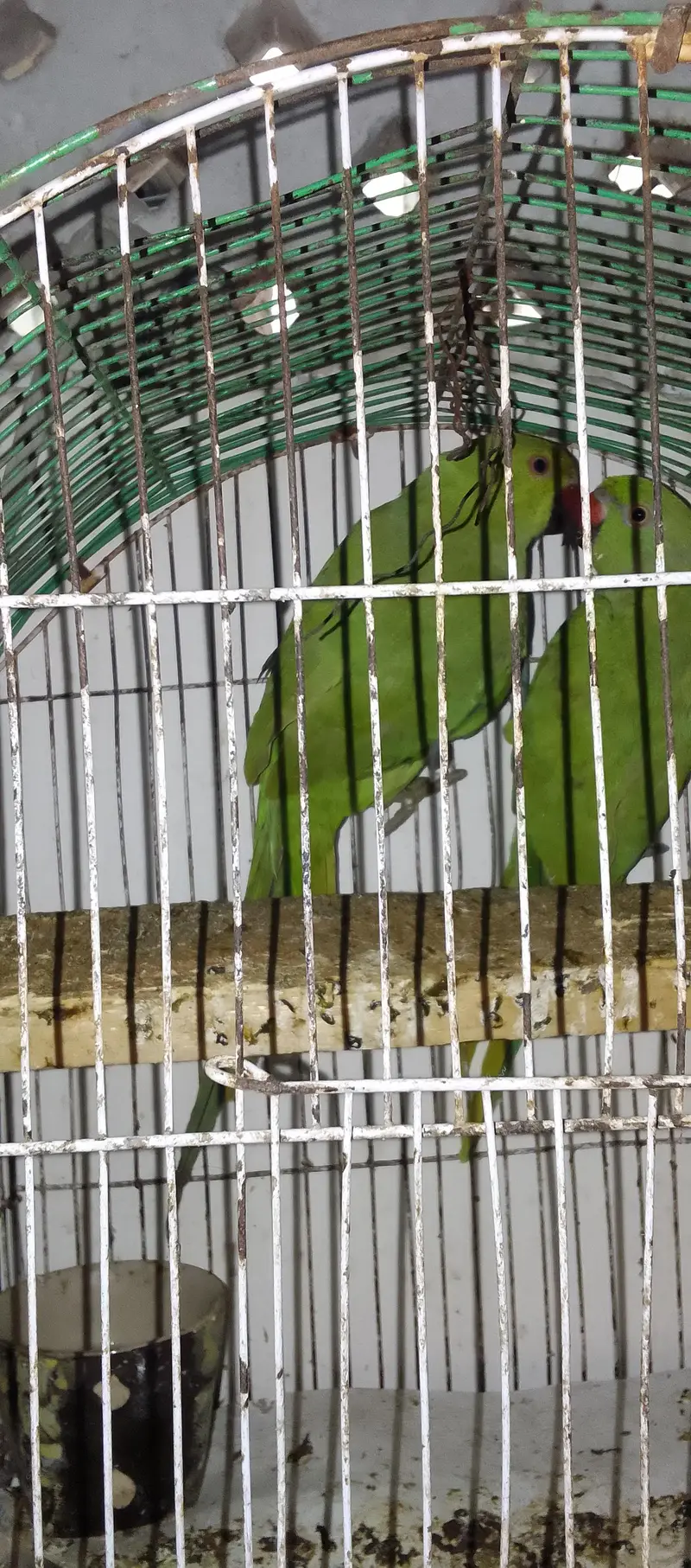 Green Parrot Male — photo 3