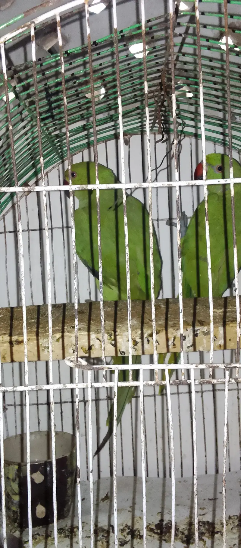 Green Parrot Male — photo 4