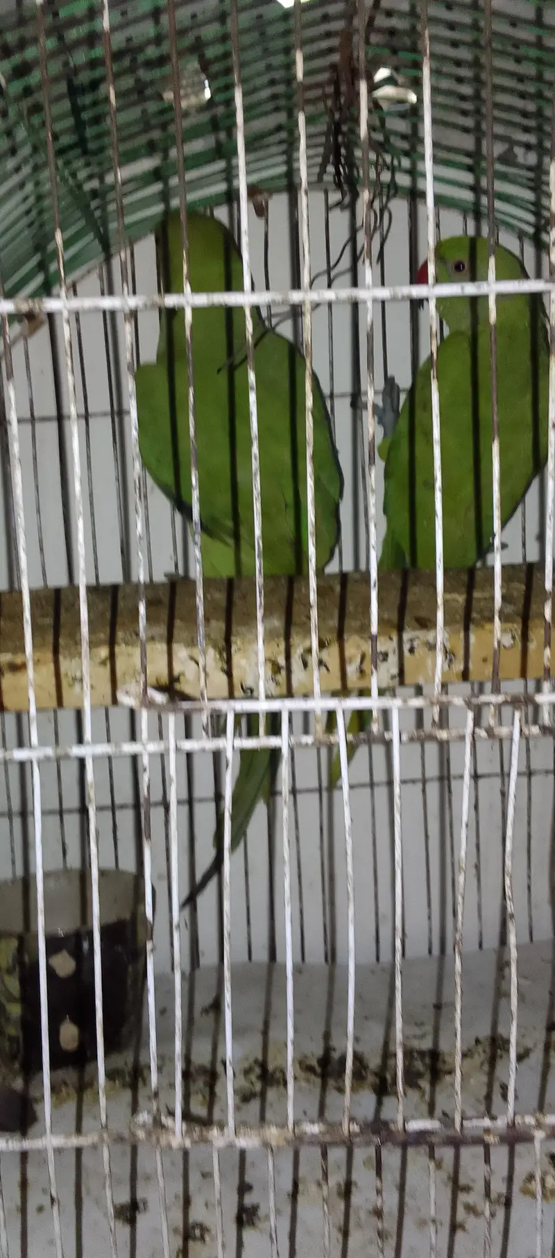 Green Parrot Male — photo 5