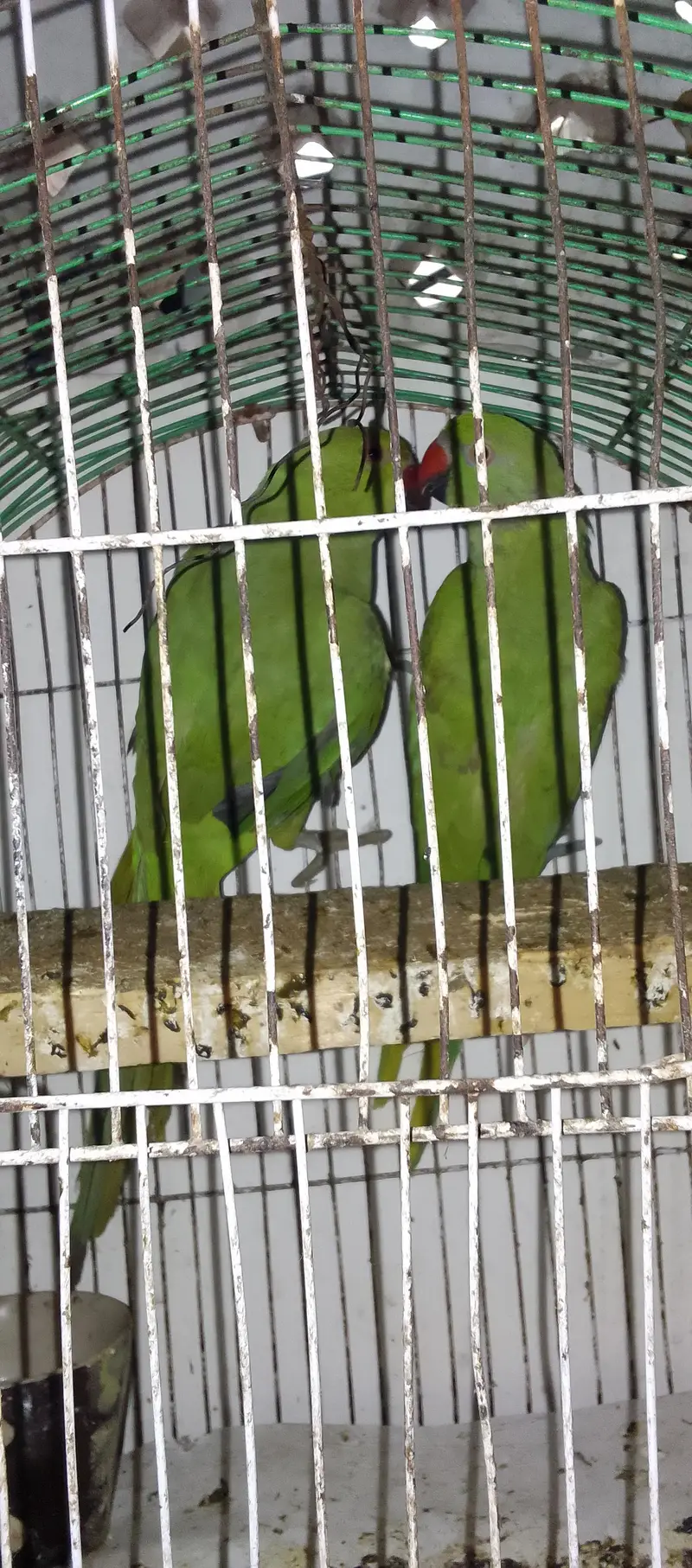 Green Parrot Male — photo 6