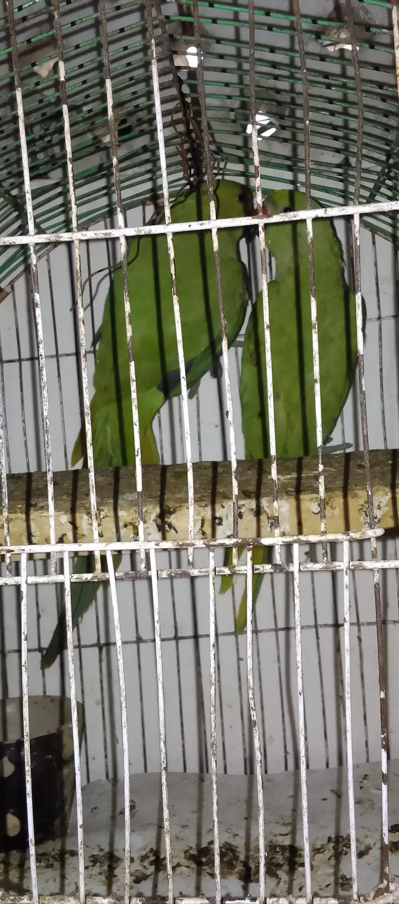 Green Parrot Male — photo 7