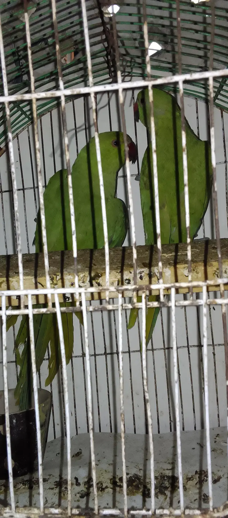 Green Parrot Male — photo 8