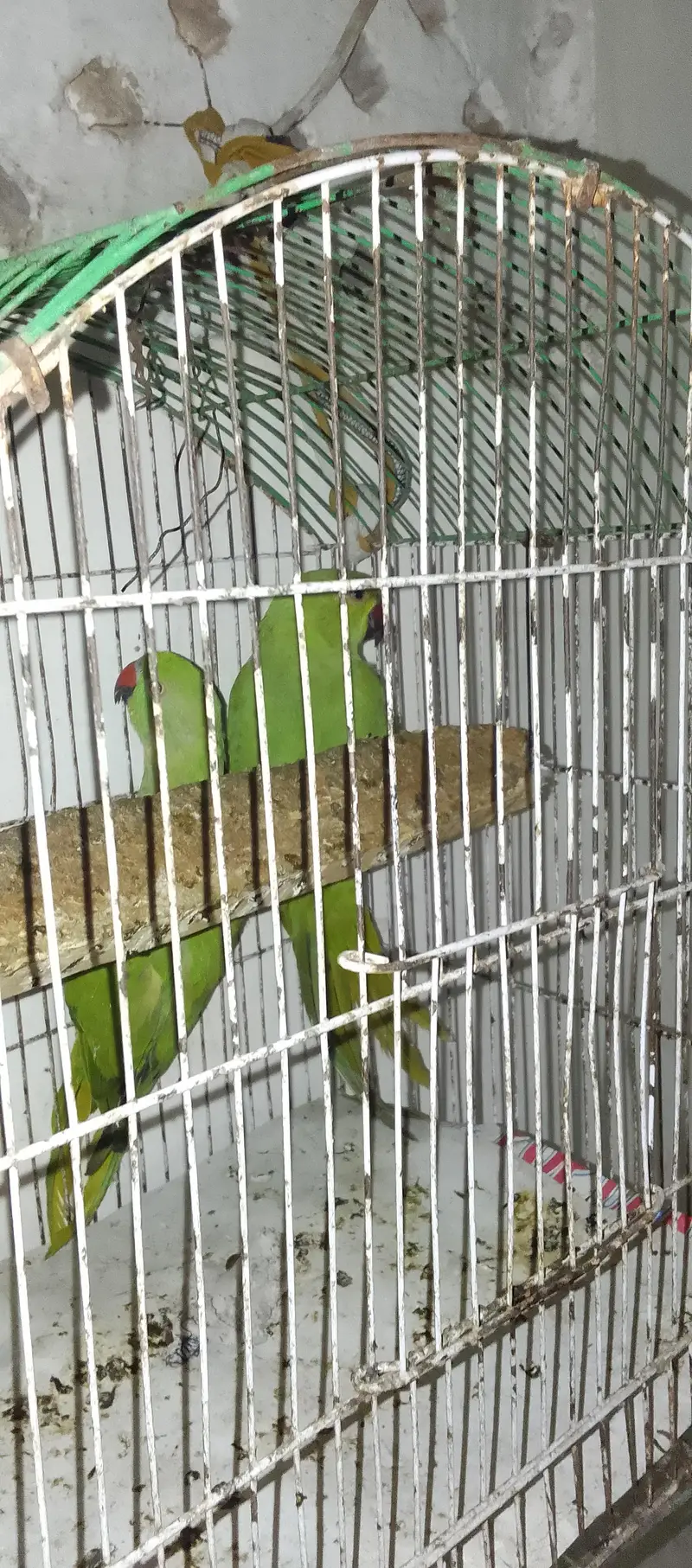 Green Parrot Male — photo 9