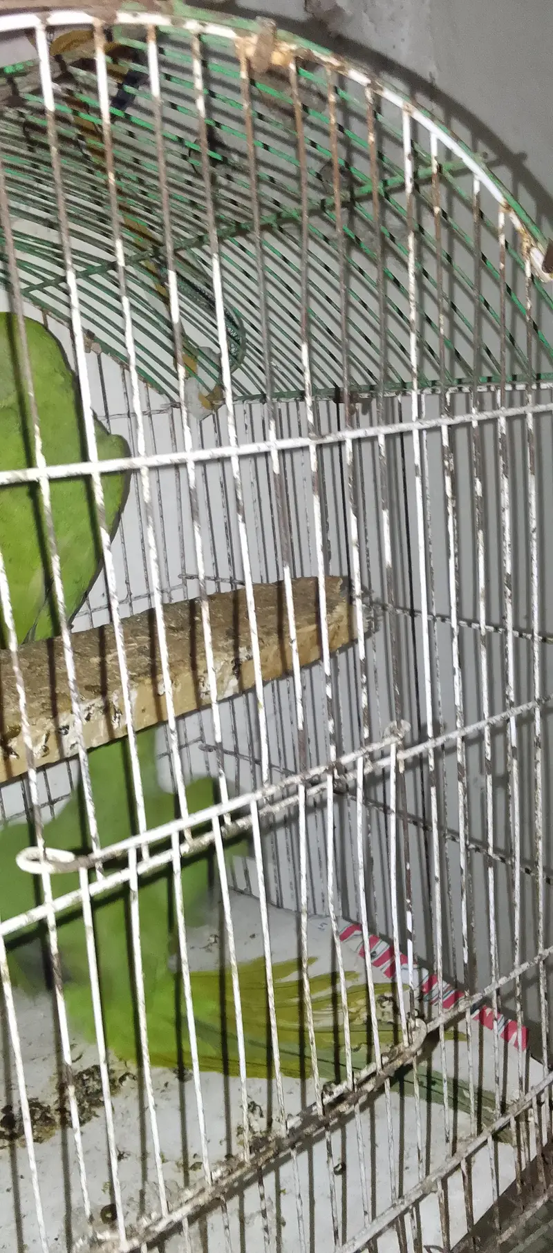 Green Parrot Male — photo 10