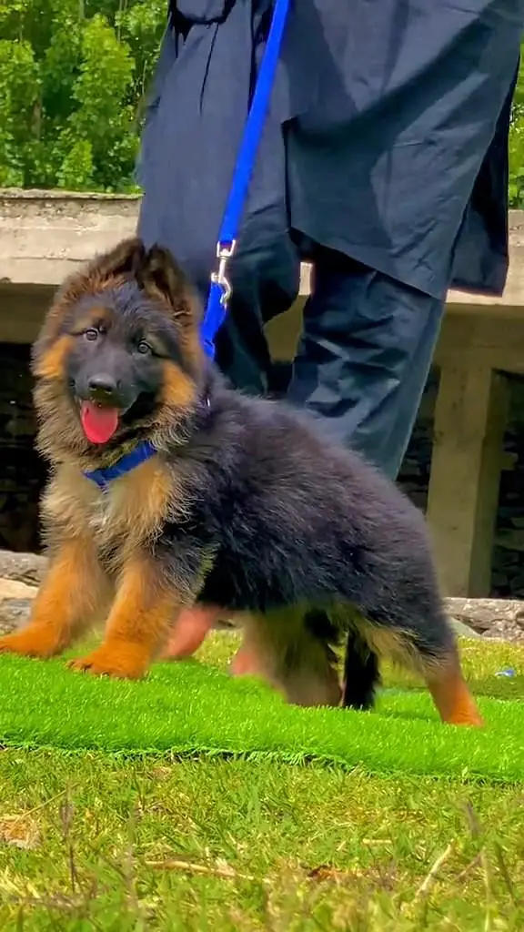 (German- shepherd) (puppies) (argent for sale) Whatsapp 03401430037 — photo 3