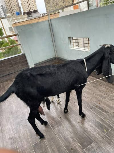 Bakri for urgent sale