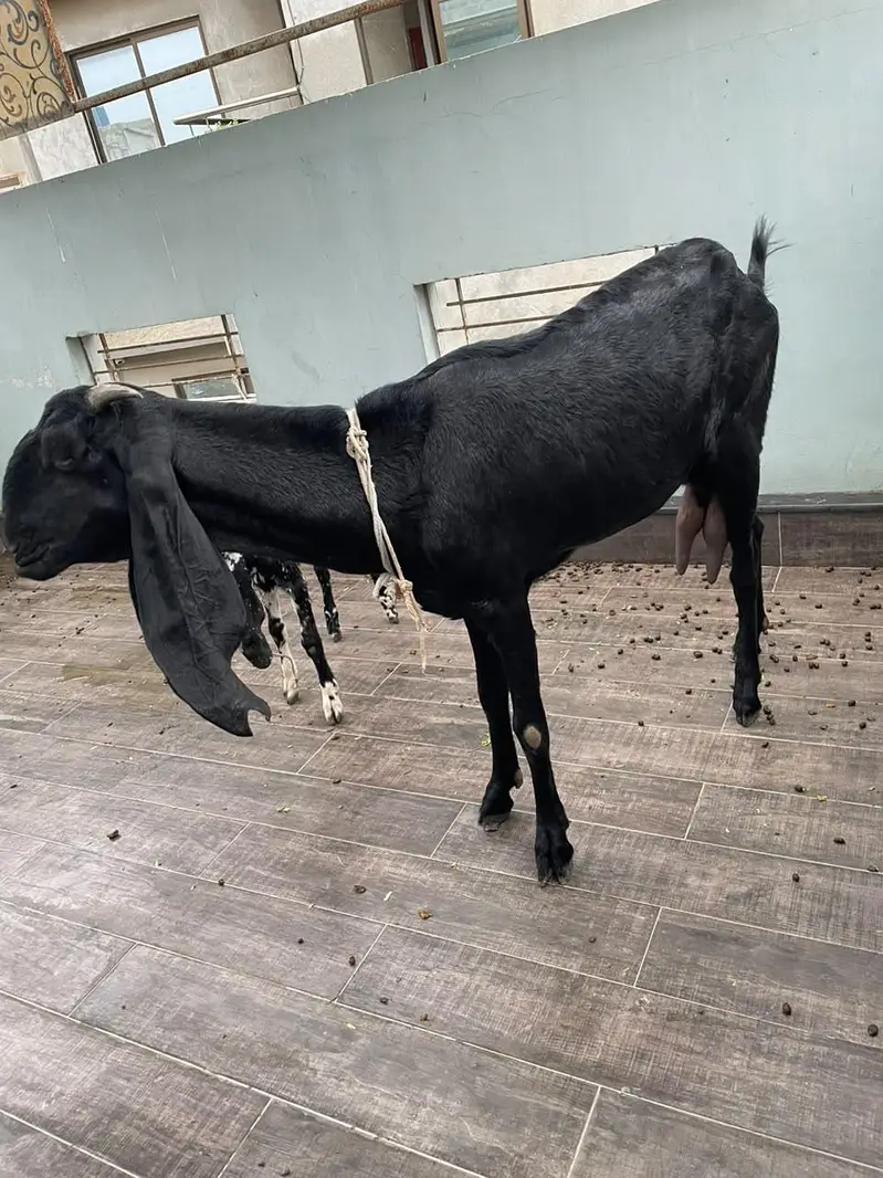 Goats for urgent sale — photo 2