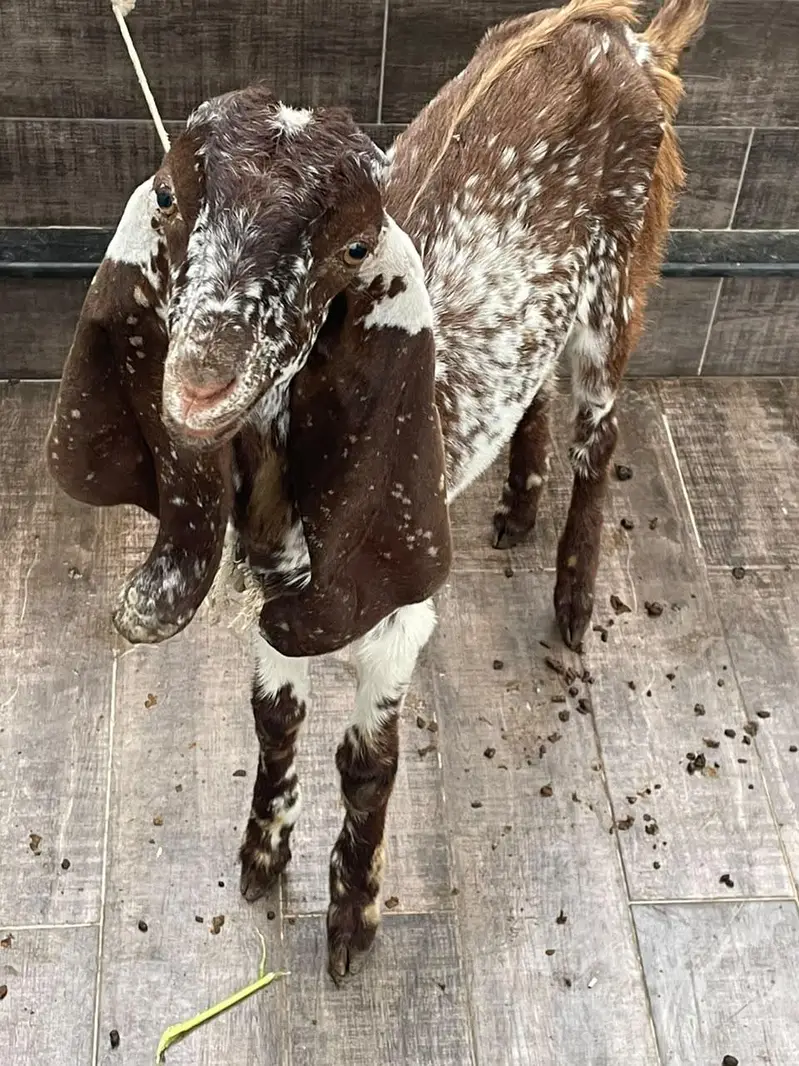 Goats for urgent sale — photo 3