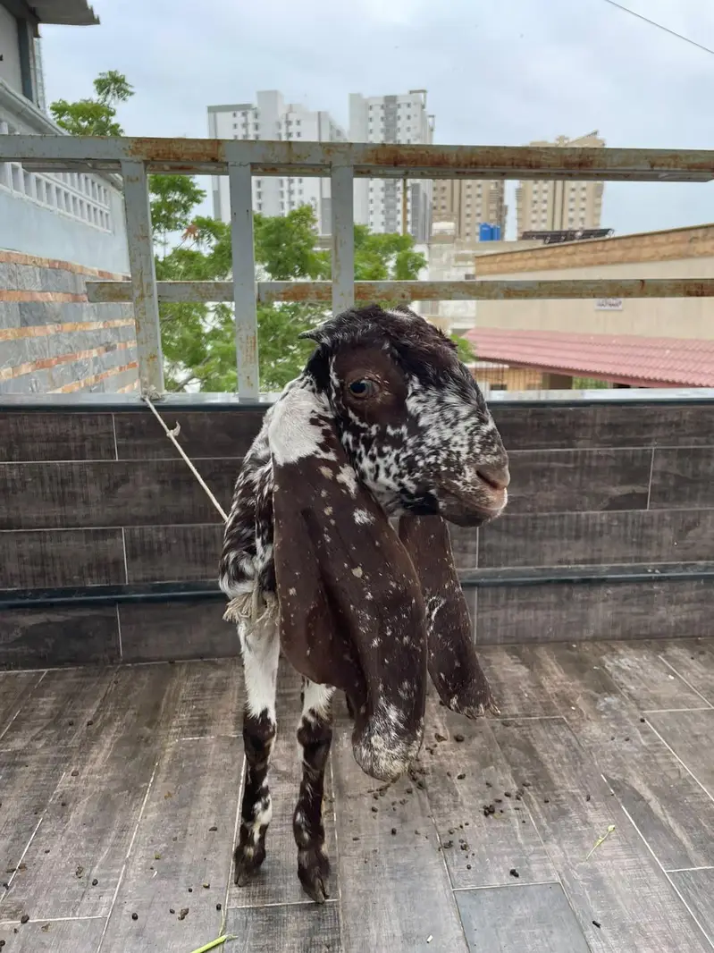 Goats for urgent sale — photo 4