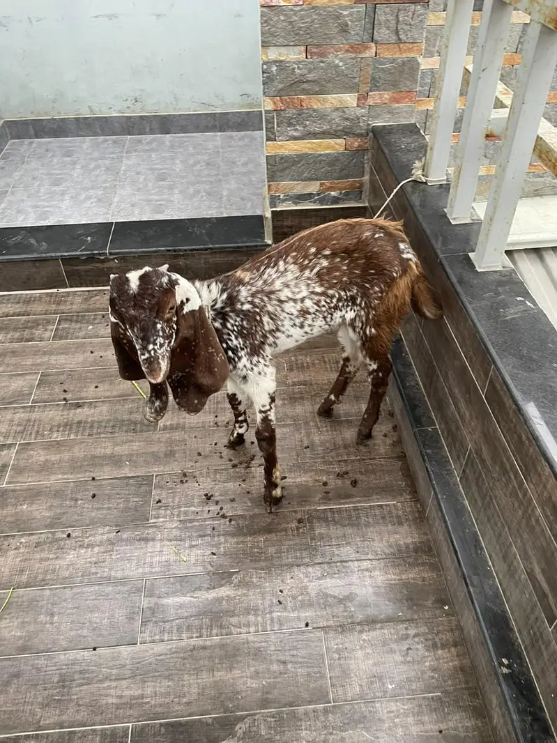 Goats for urgent sale — photo 5