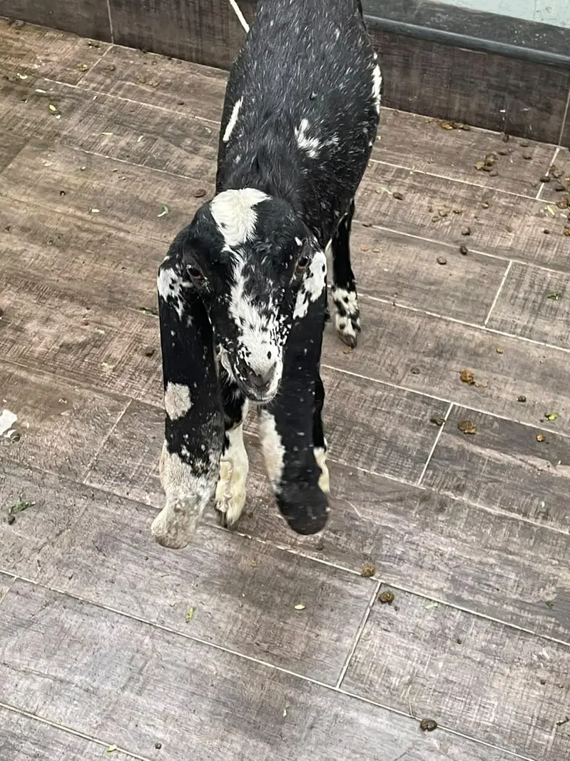 Goats for urgent sale — photo 6