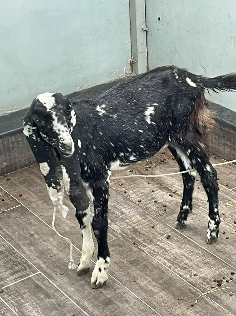 Goats for urgent sale — photo 7