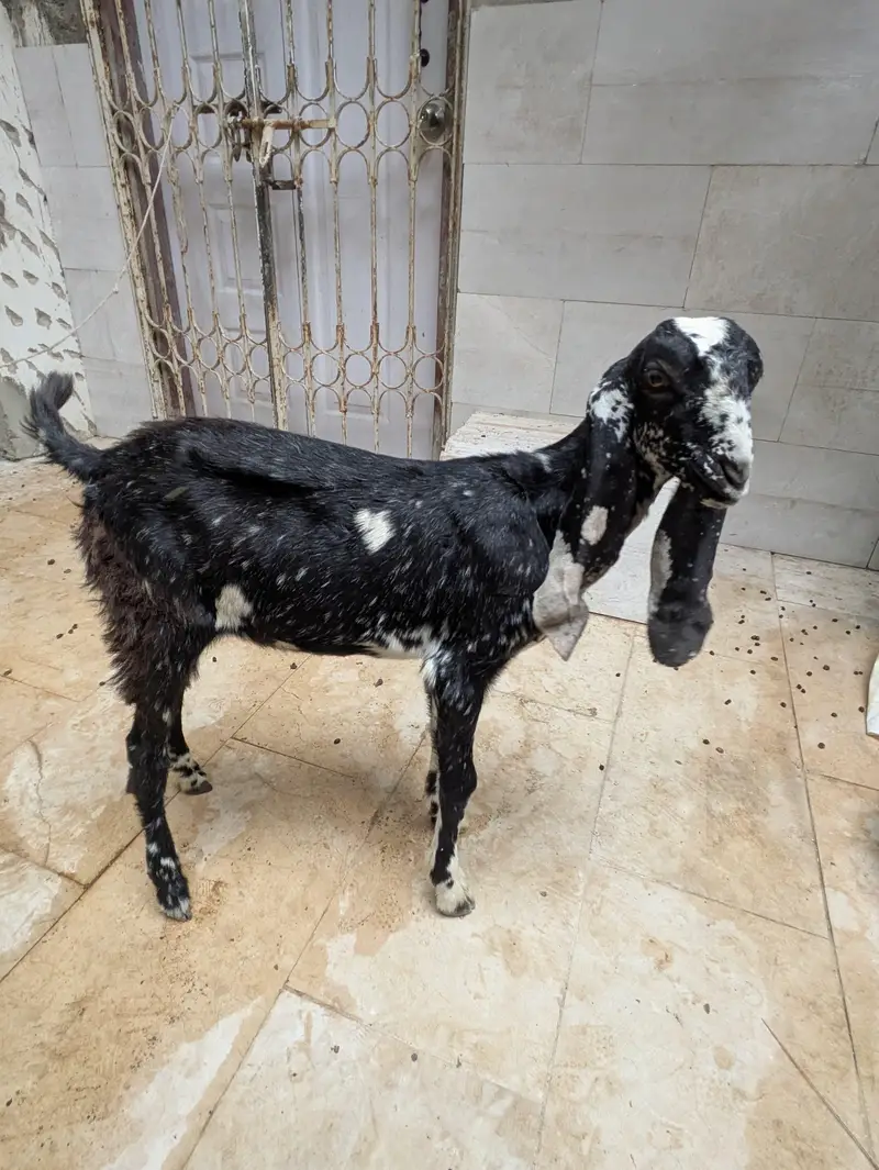 Goats for urgent sale — photo 8