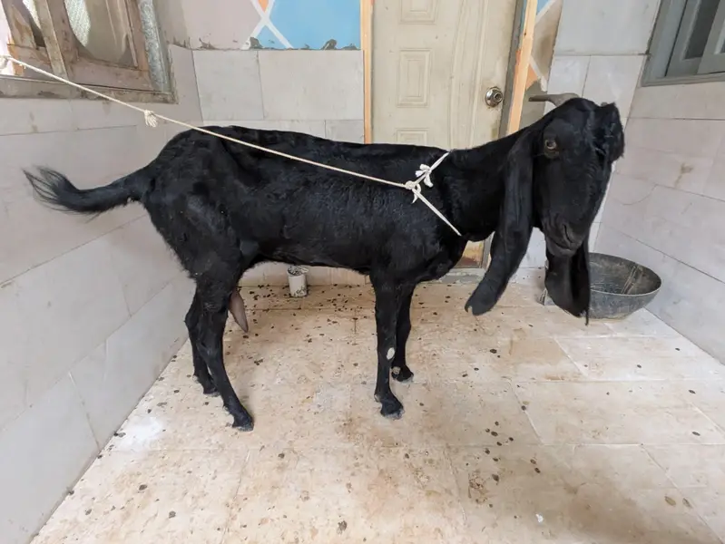 Goats for urgent sale — photo 9