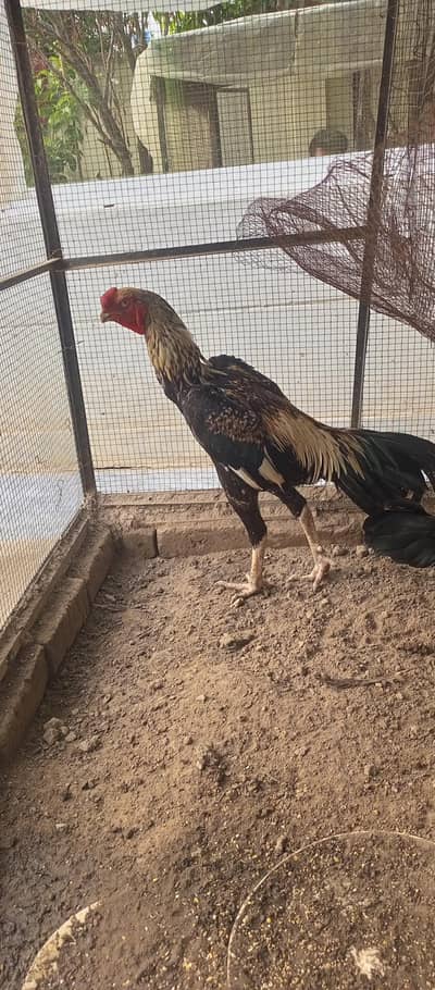 Turkish hint or parrot beak pair