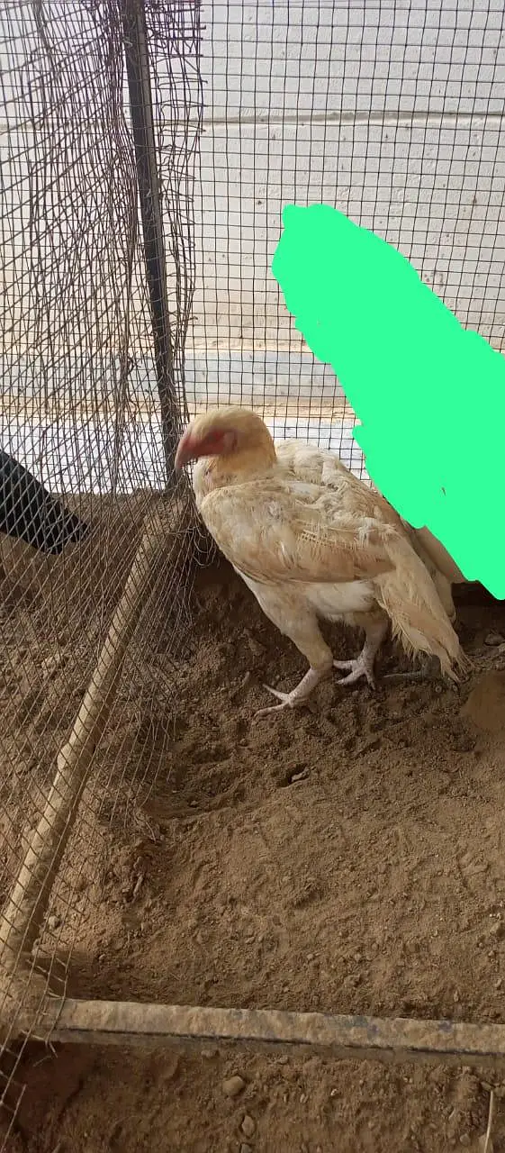 Turkish hint or parrot beak pair — photo 3