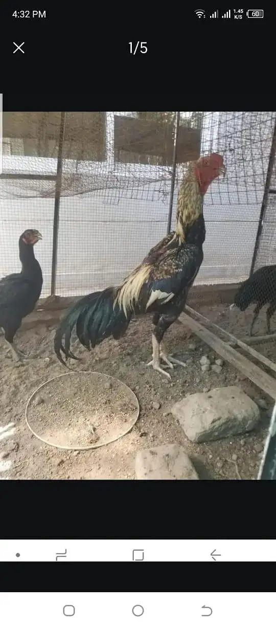 Turkish hint or parrot beak pair — photo 4