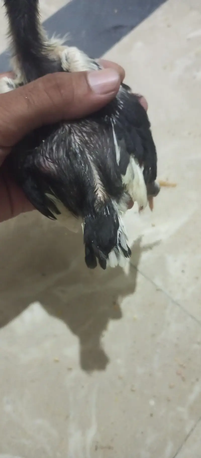 Turkish hint or parrot beak pair — photo 9