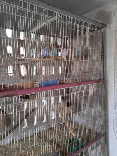 All birds sale
