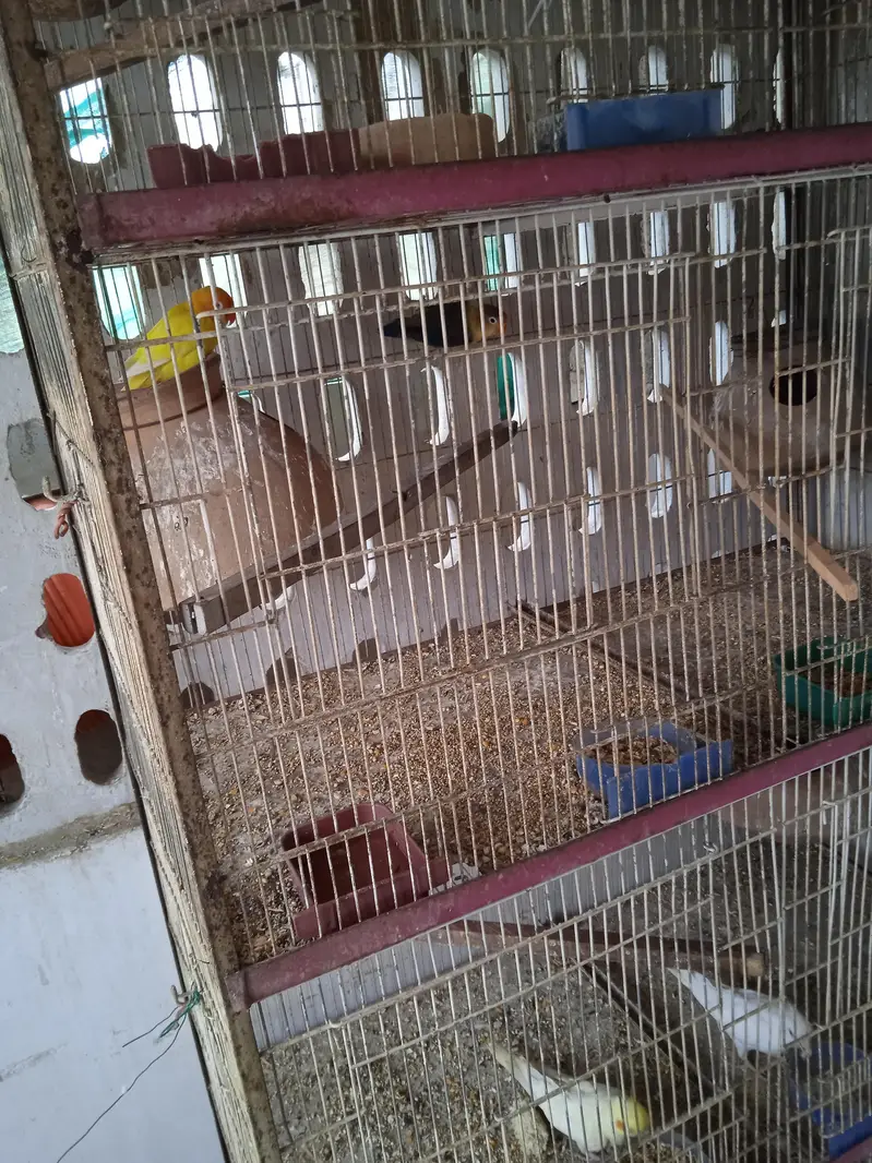 All birds sale — photo 2