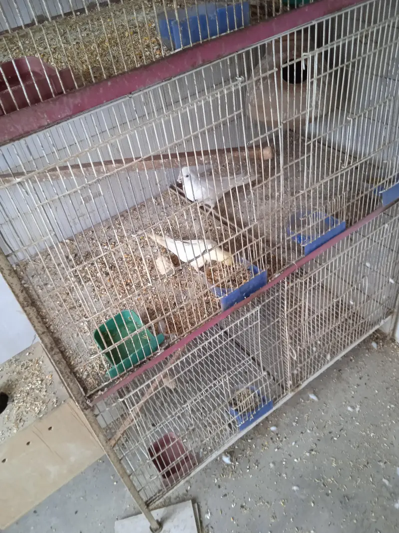 All birds sale — photo 3