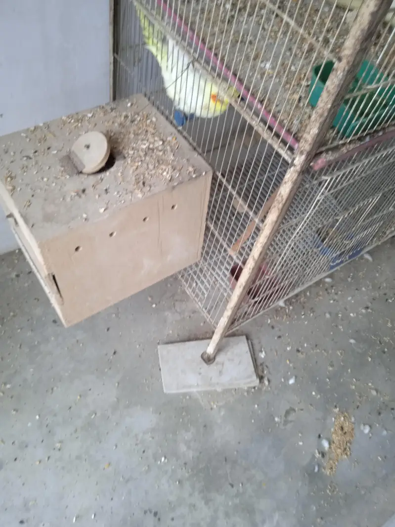 All birds sale — photo 4