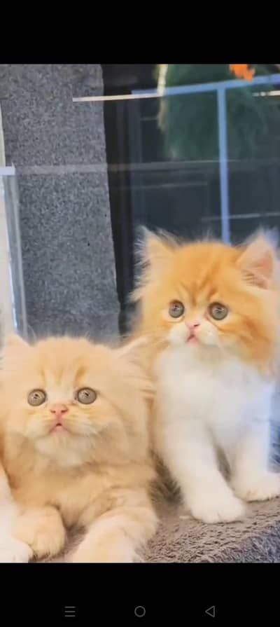 Quality Persian cat & Kittens. Male & female.    03479996792 WhatsApp