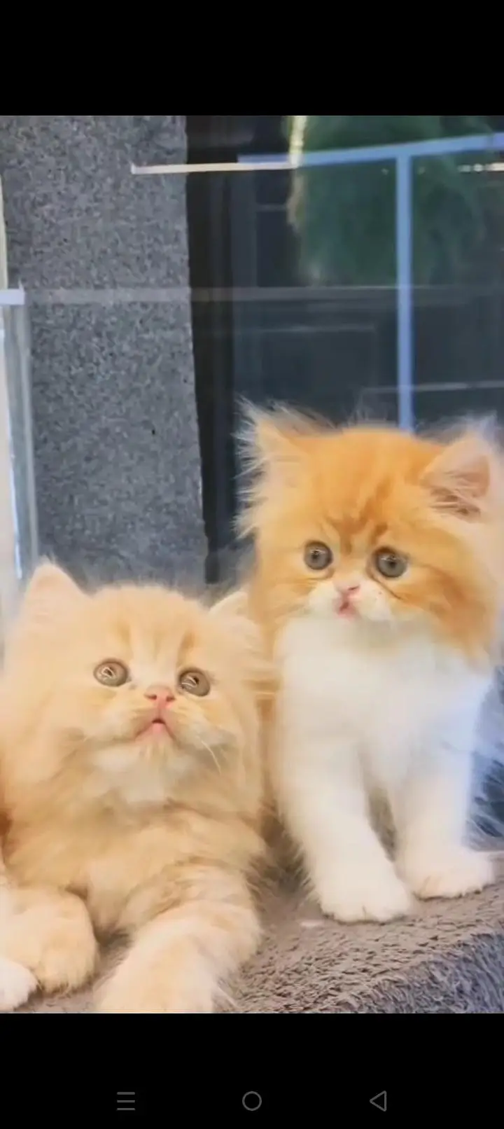 Quality Persian cat & Kittens. Male & female.    03479996792 WhatsApp — photo 2