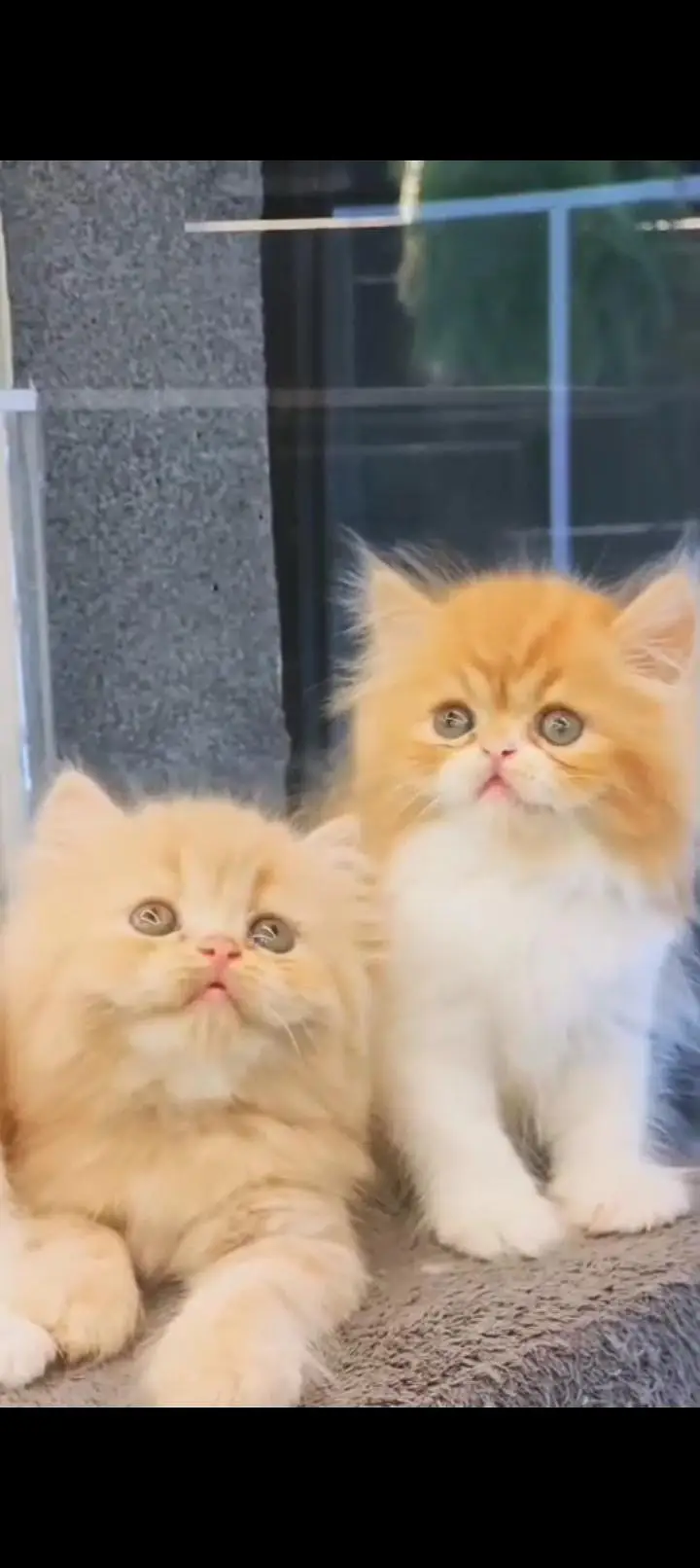 Quality Persian cat & Kittens. Male & female.    03479996792 WhatsApp — photo 3