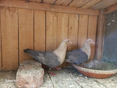 Chandan chuha breeder pair 03006168381